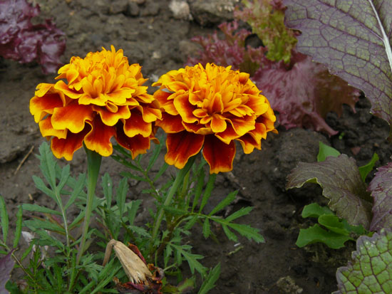 P1000500